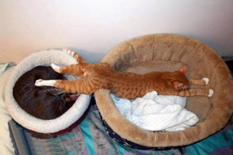 【画像】眠っている動物たち