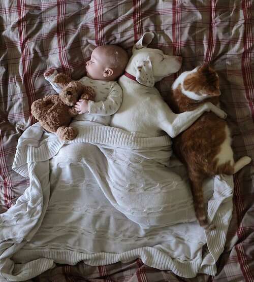 【画像】眠っている動物たち