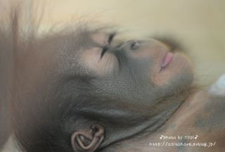 【画像】眠っている動物たち