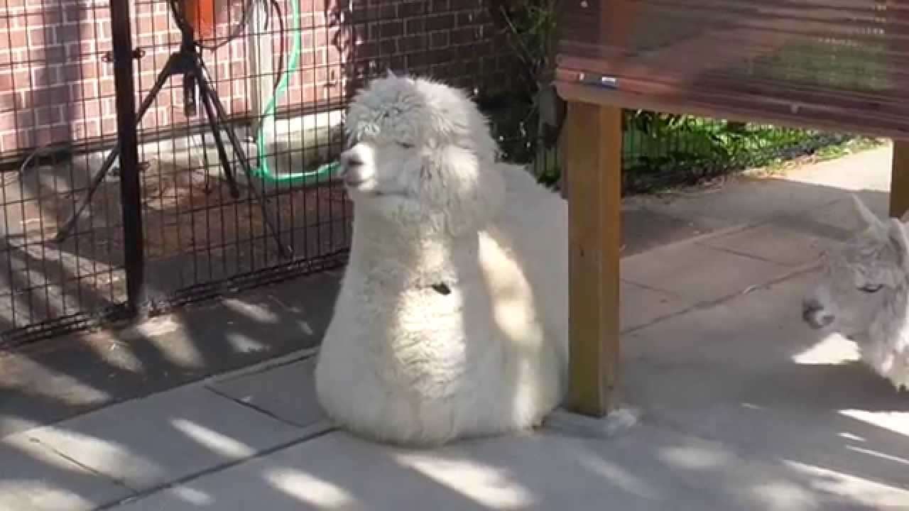 【画像】眠っている動物たち