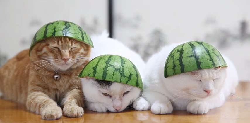 【画像】眠っている動物たち