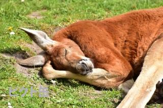 【画像】眠っている動物たち