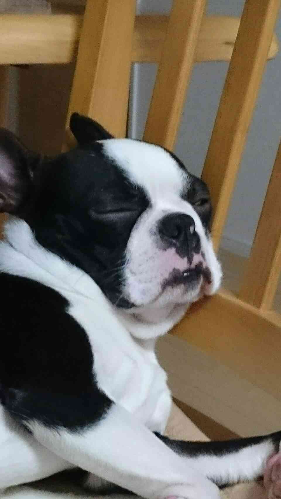 【画像】眠っている動物たち