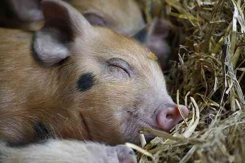 【画像】眠っている動物たち