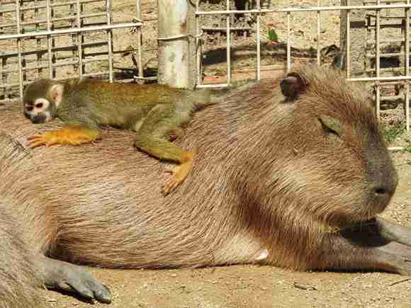【画像】眠っている動物たち