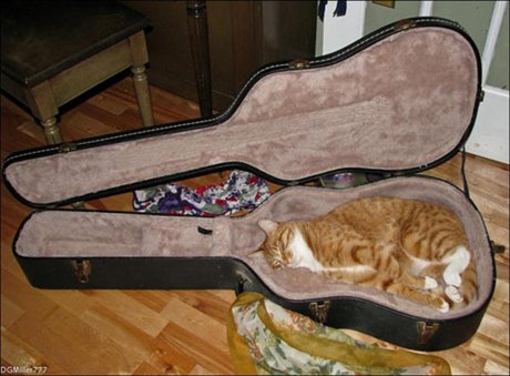 【画像】眠っている動物たち