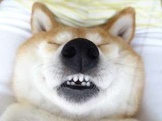 【画像】眠っている動物たち
