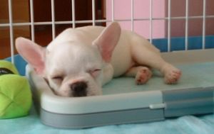 【画像】眠っている動物たち