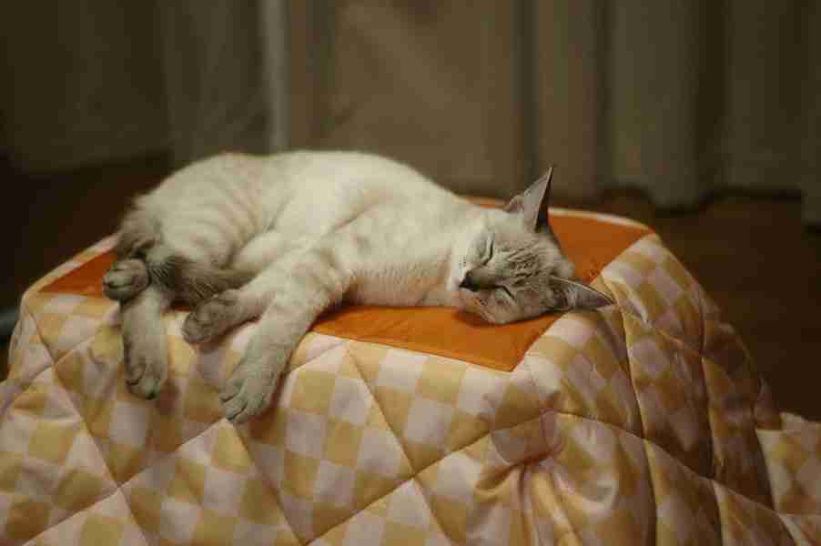 【画像】眠っている動物たち