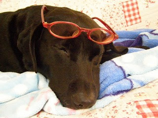 【画像】眠っている動物たち