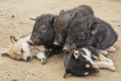 【画像】眠っている動物たち