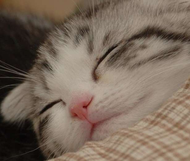【画像】眠っている動物たち