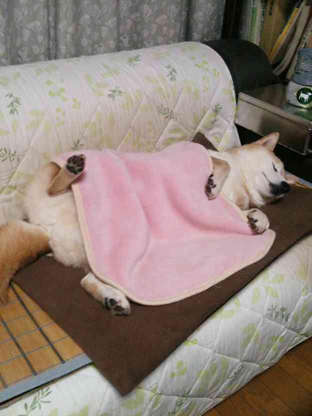 【画像】眠っている動物たち