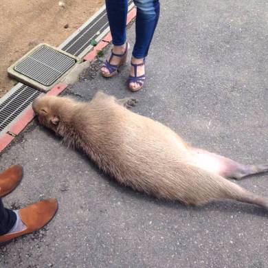 【画像】眠っている動物たち