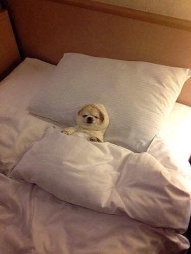 【画像】眠っている動物たち