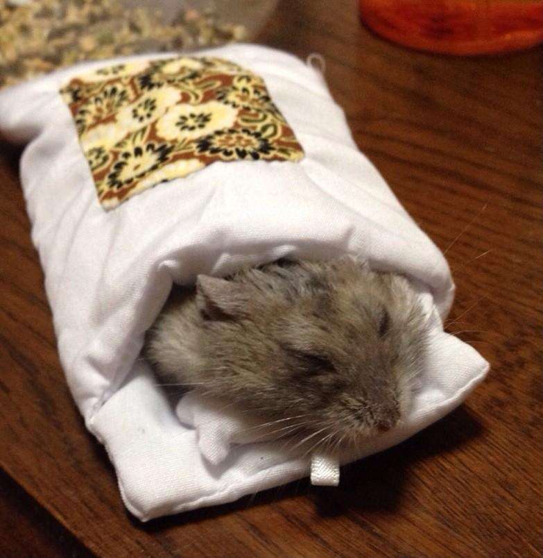 【画像】眠っている動物たち
