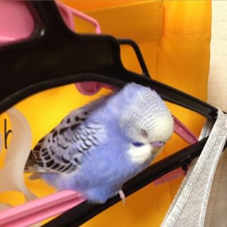 【画像】眠っている動物たち