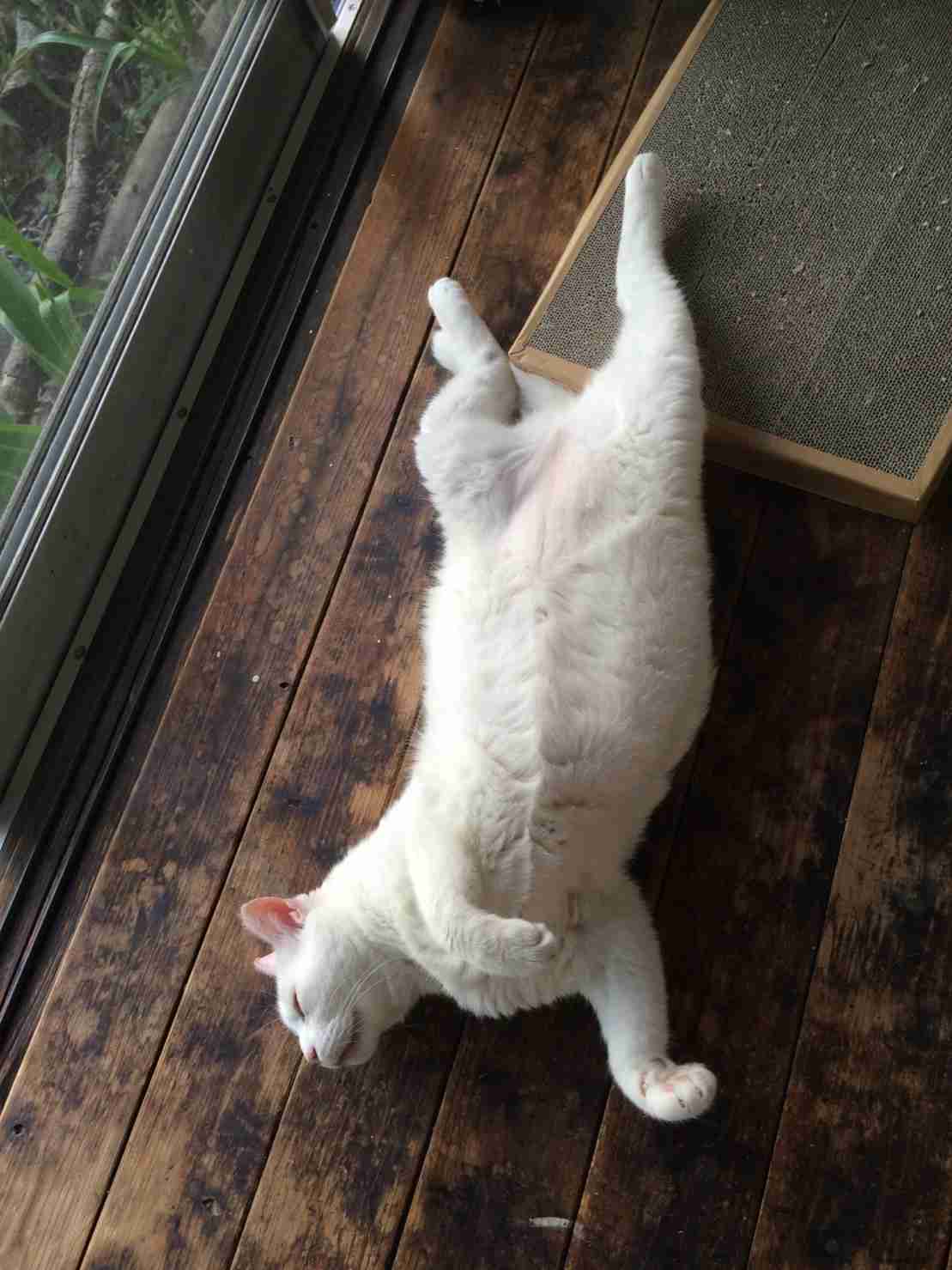 【画像】眠っている動物たち