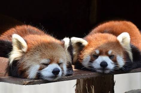 【画像】眠っている動物たち