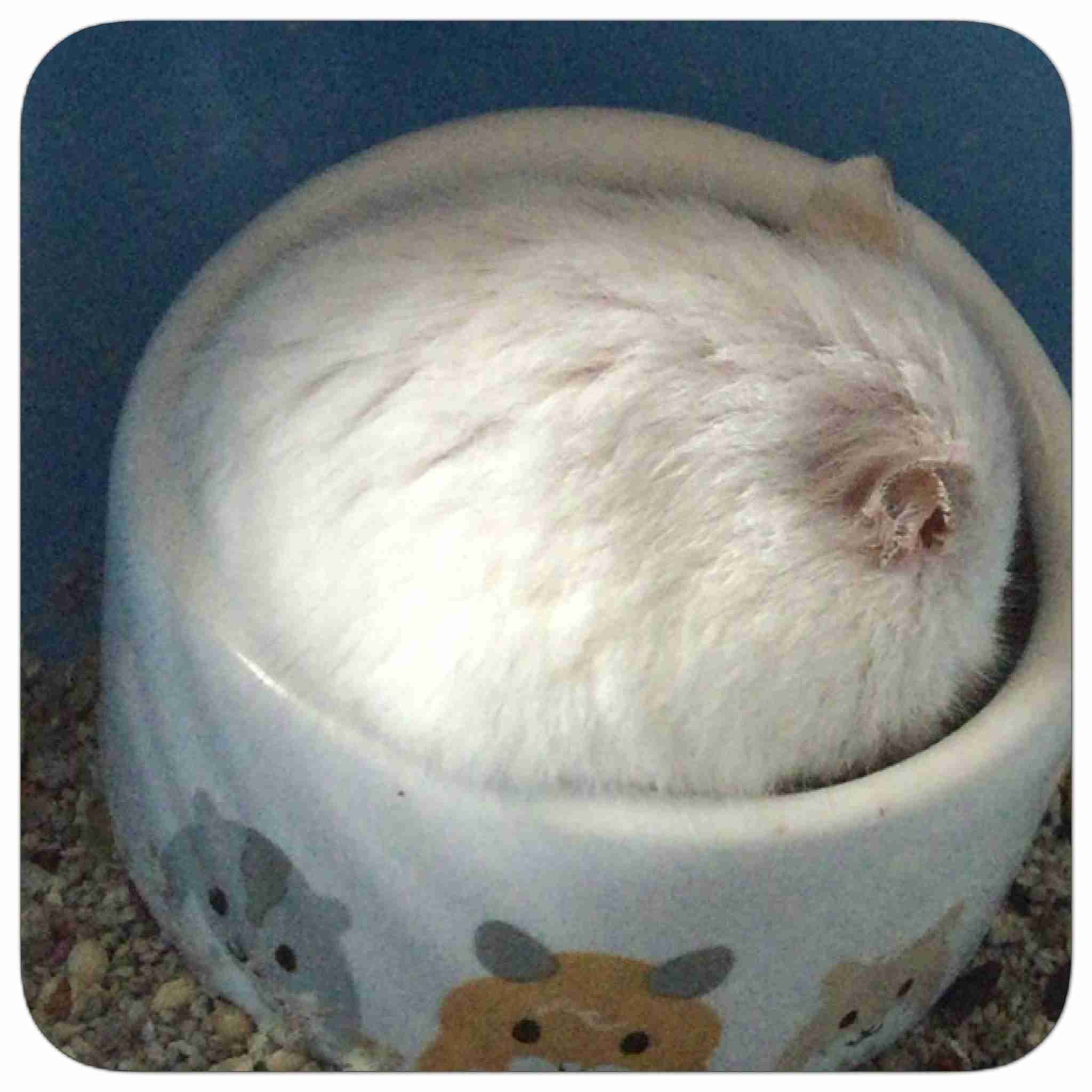 【画像】眠っている動物たち