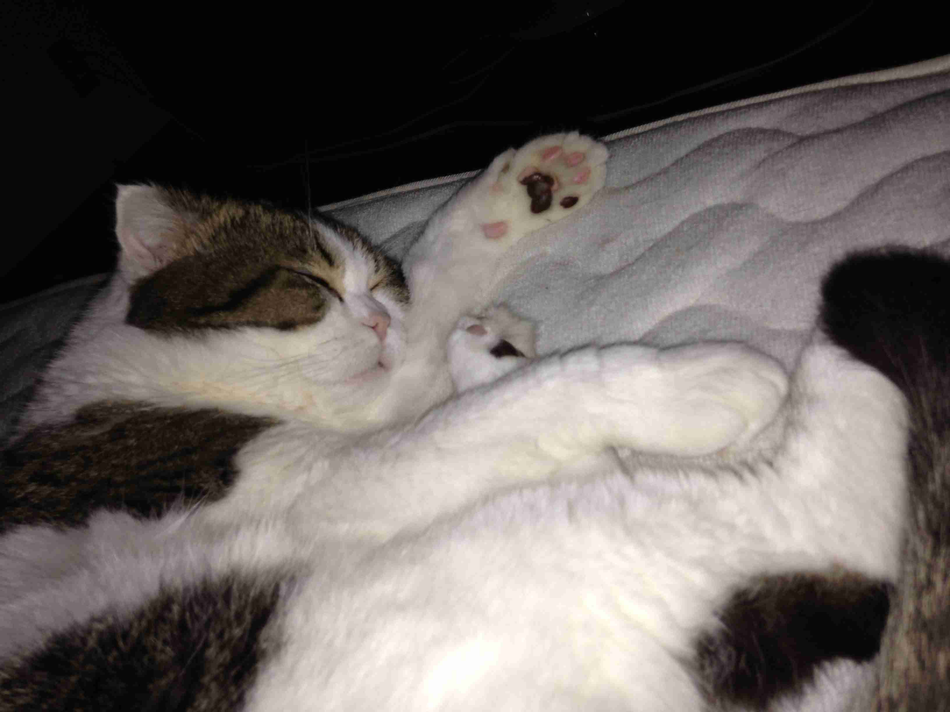 【画像】眠っている動物たち