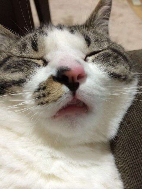 【画像】眠っている動物たち