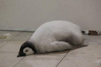 【画像】眠っている動物たち