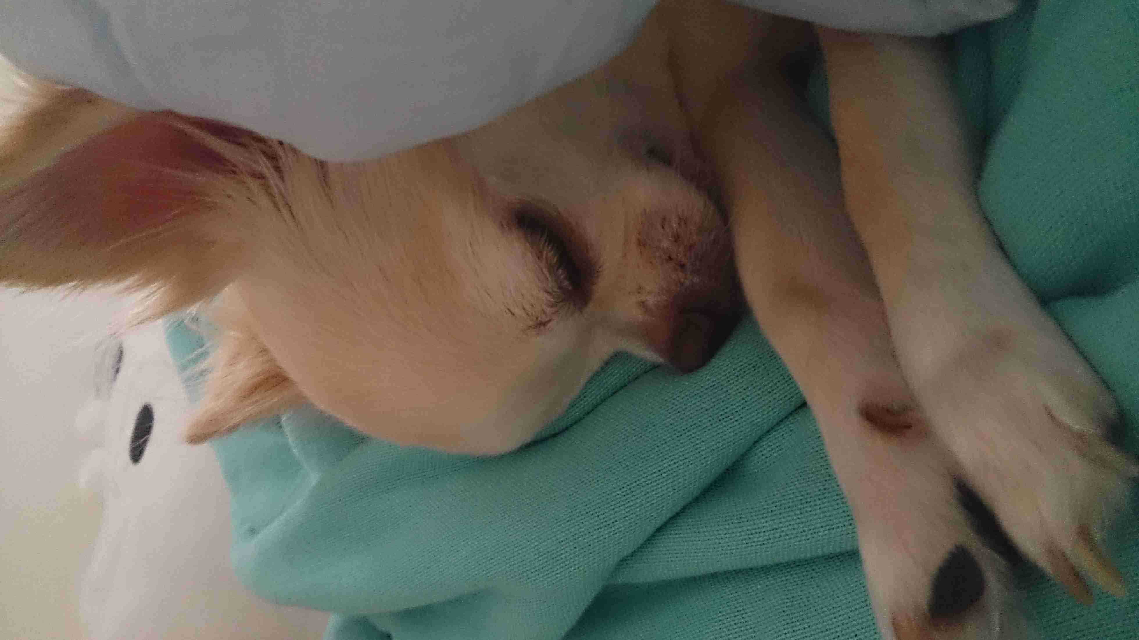 【画像】眠っている動物たち