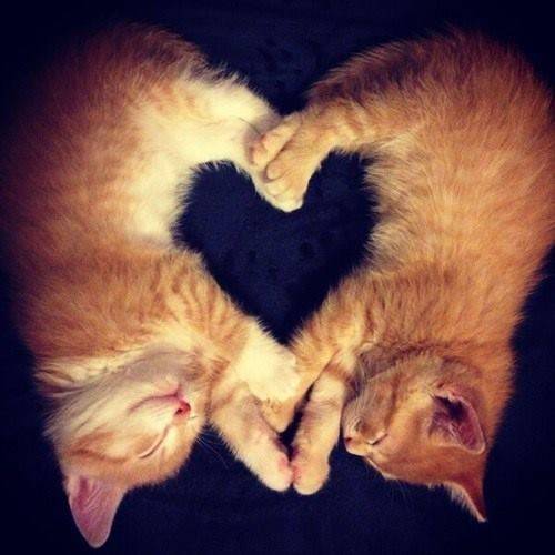 【画像】眠っている動物たち