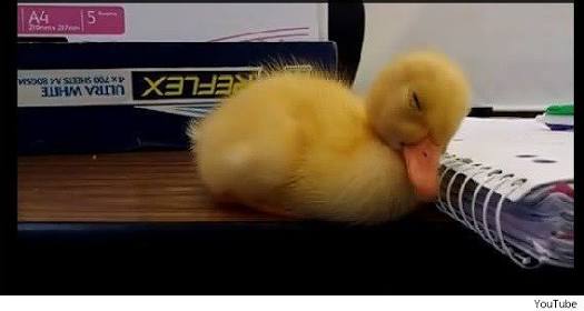 【画像】眠っている動物たち