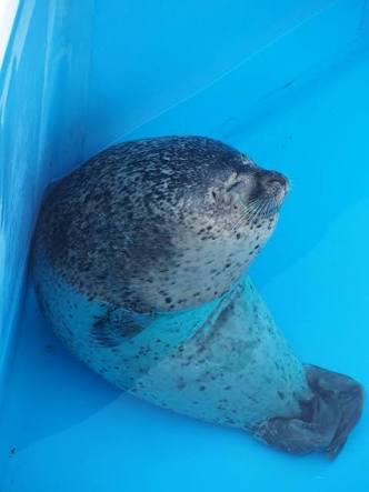 【画像】眠っている動物たち