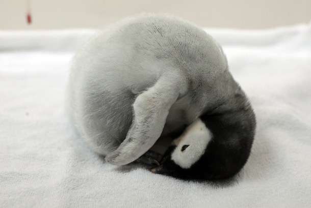 【画像】眠っている動物たち