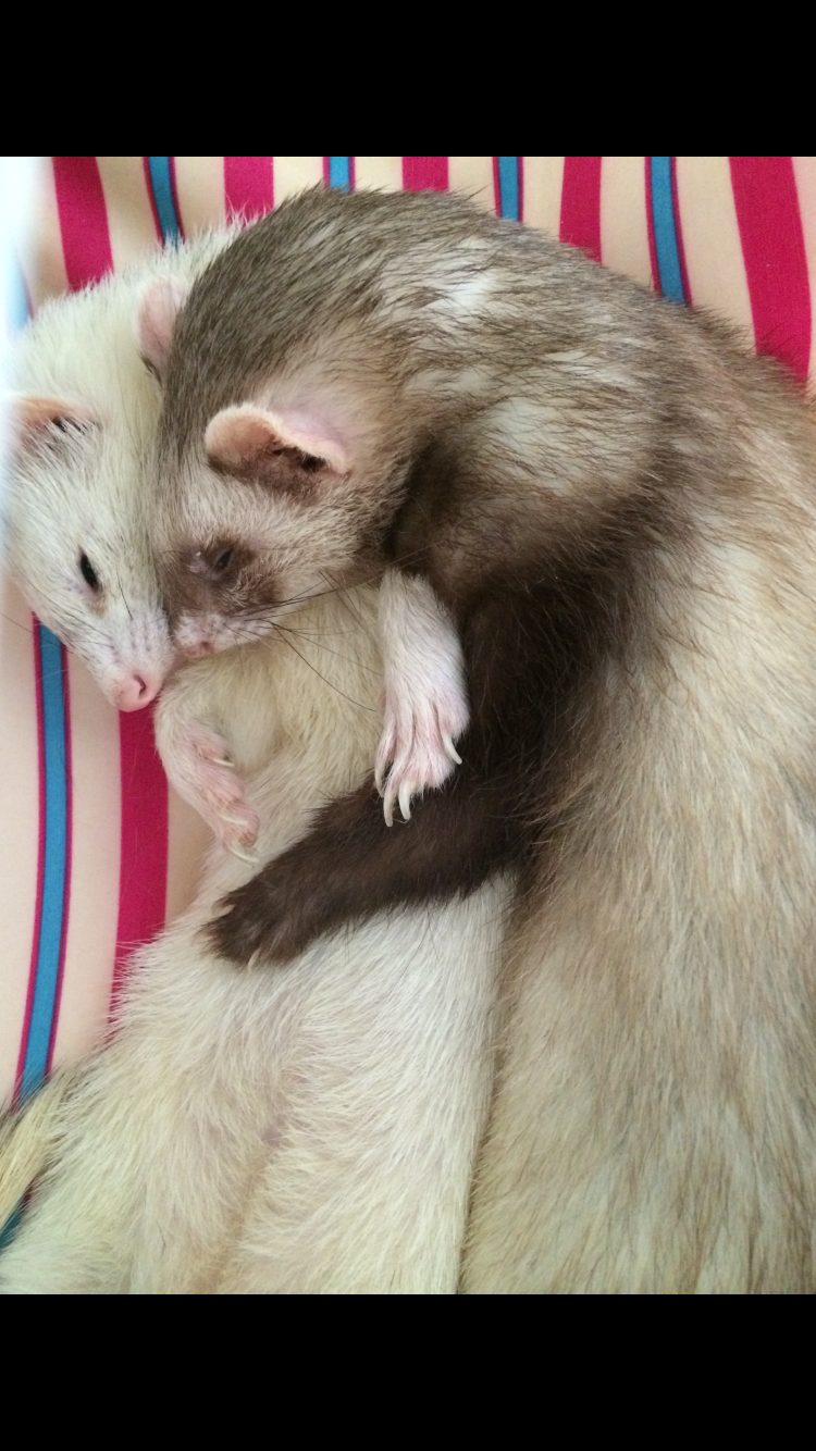 【画像】眠っている動物たち