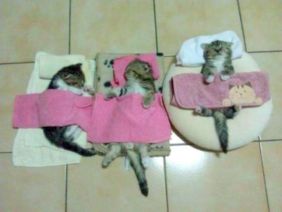 【画像】眠っている動物たち