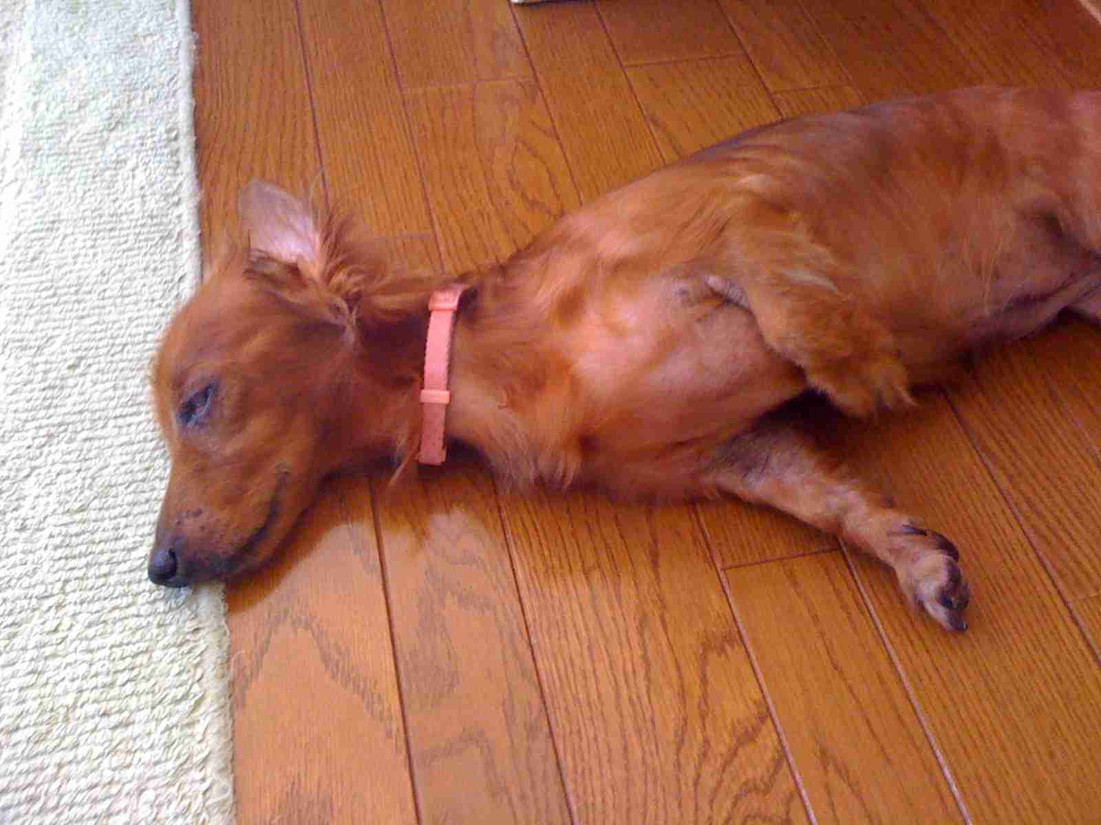 【画像】眠っている動物たち
