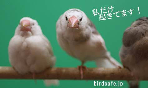 【画像】眠っている動物たち