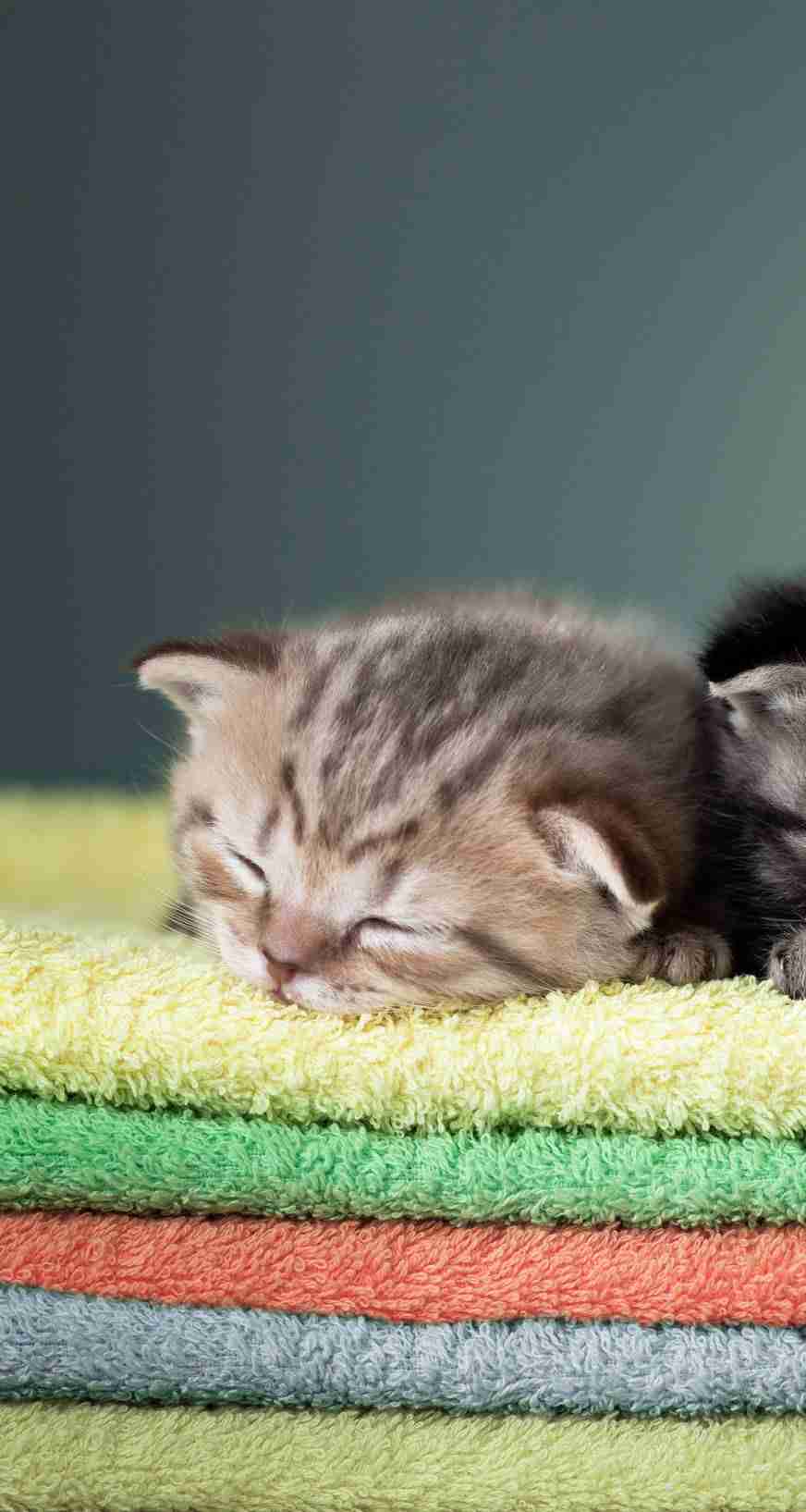 【画像】眠っている動物たち