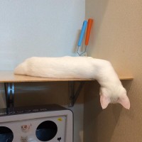 【画像】眠っている動物たち