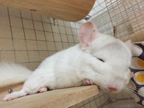 【画像】眠っている動物たち