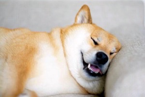 【画像】眠っている動物たち