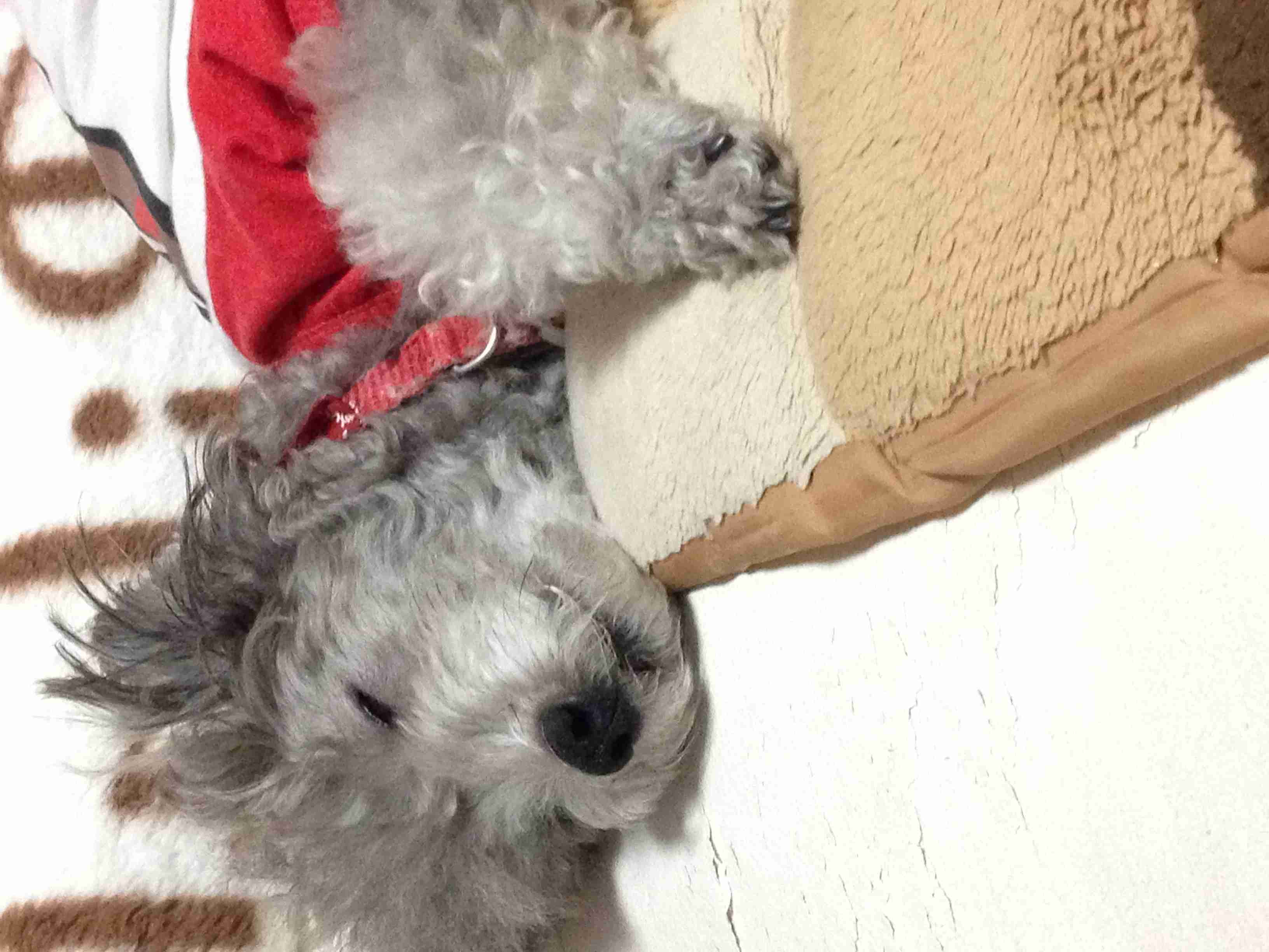 【画像】眠っている動物たち
