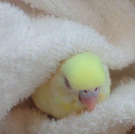 【画像】眠っている動物たち