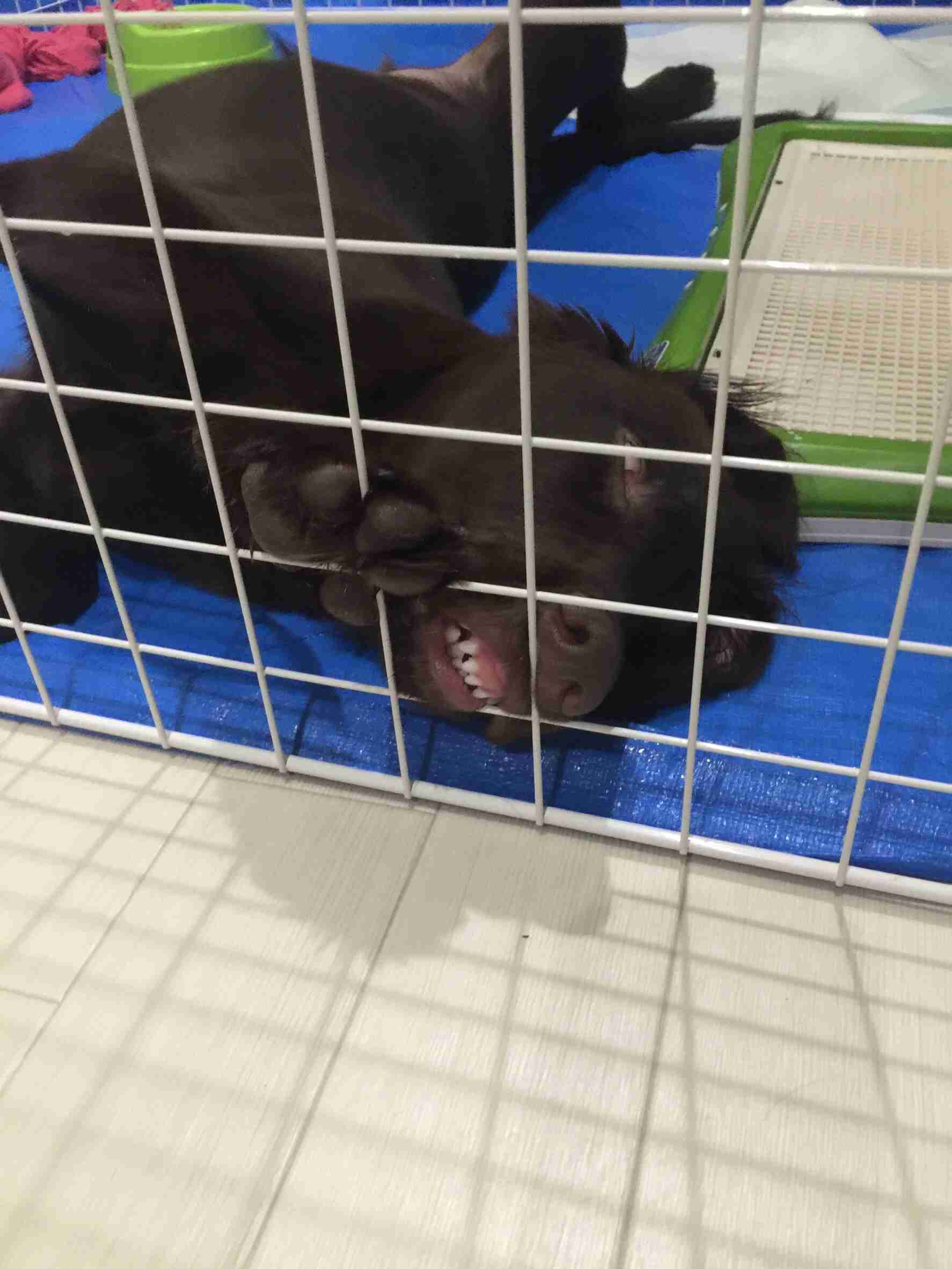 【画像】眠っている動物たち