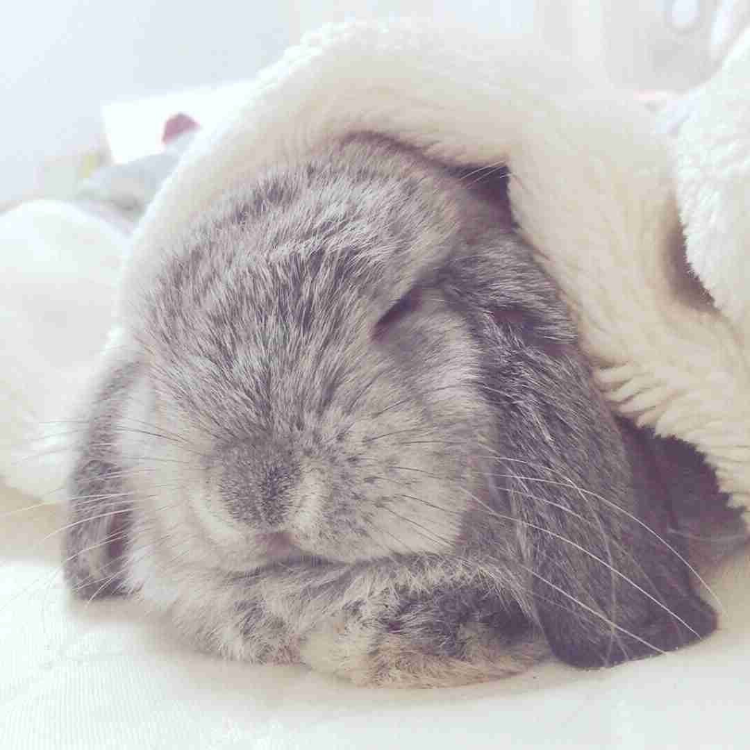 【画像】眠っている動物たち