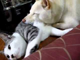 【画像】眠っている動物たち