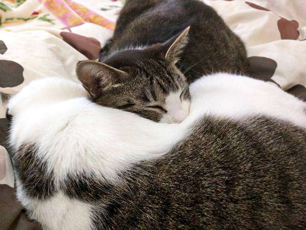 【画像】眠っている動物たち