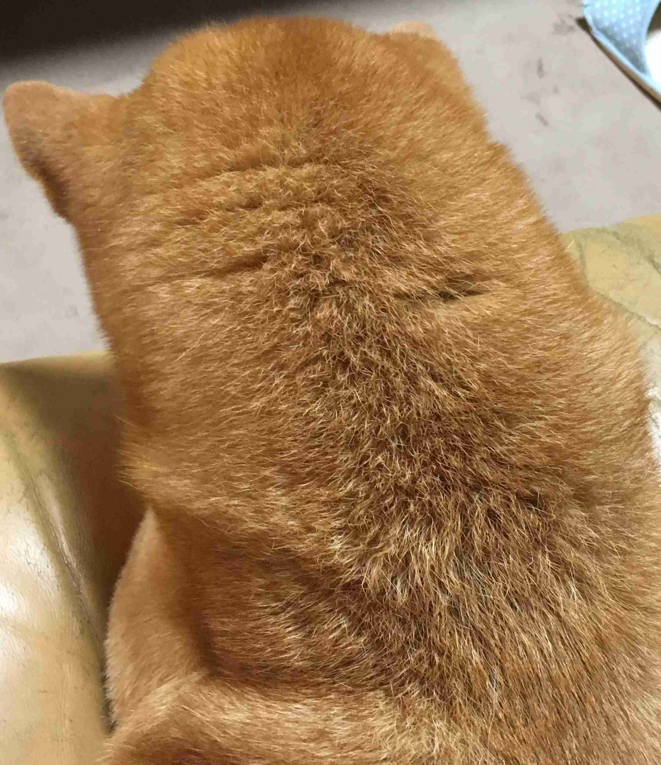 【画像】眠っている動物たち
