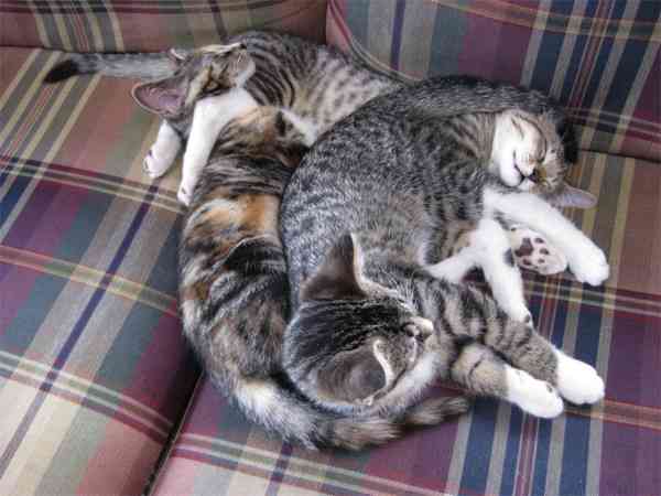 【画像】眠っている動物たち