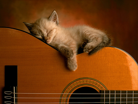 【画像】眠っている動物たち