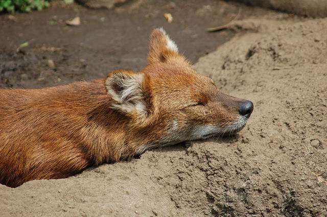 【画像】眠っている動物たち
